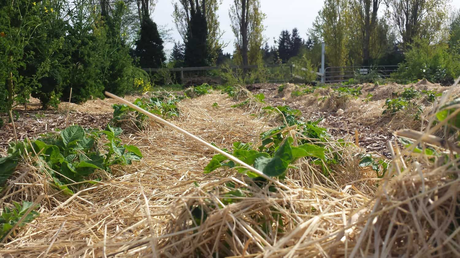 Be taught to Plant a Victory Yard in 4 Steps * Large Weblog of Gardening