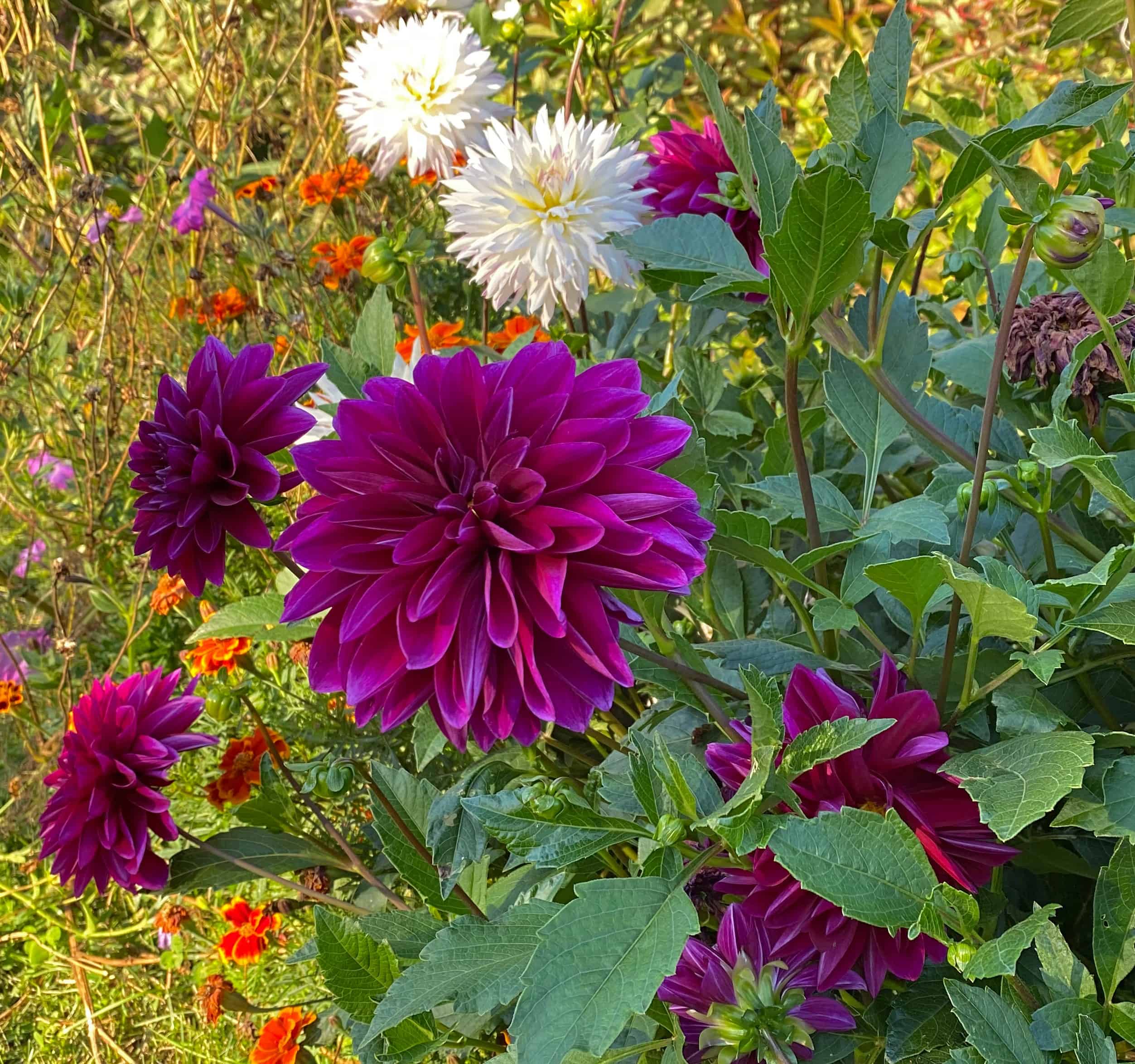 The 4 Finest Showstopper Summer time season Blooms For Your Yard * Massive Weblog of Gardening