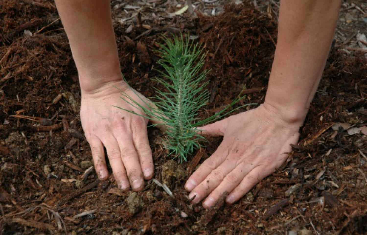 Bulk Tree Seedlings For Planting Large Areas * Huge Weblog of Gardening