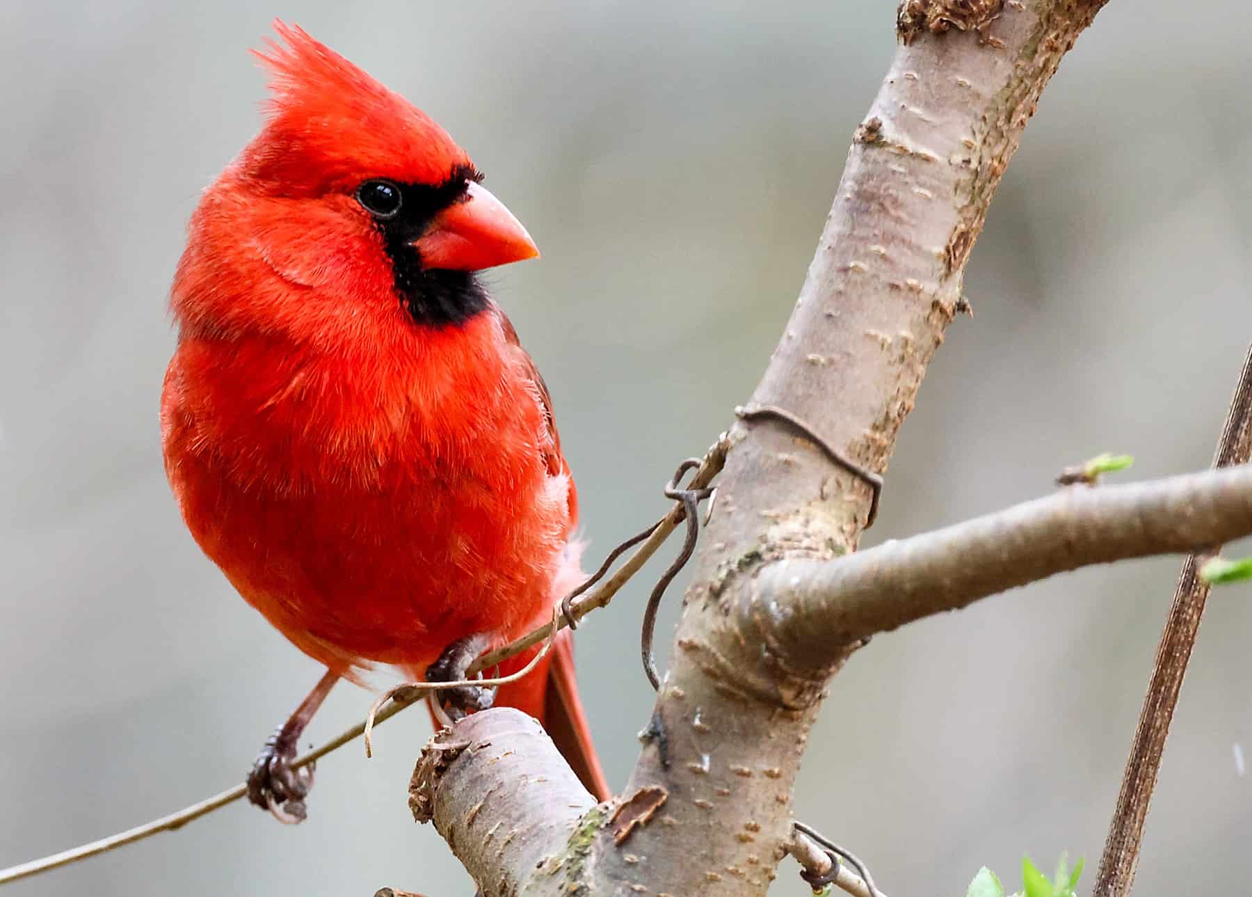 One of many easiest methods to Create a Hen-Good Habitat in Your Yard * Massive Weblog of Gardening