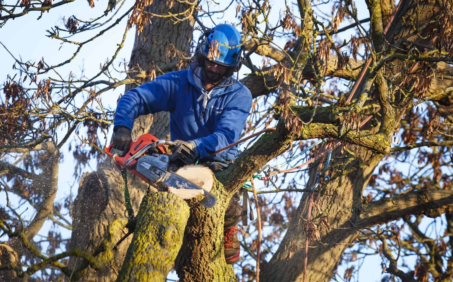 How To Safely In the reduction of Down a Massive Tree * Big Weblog of Gardening