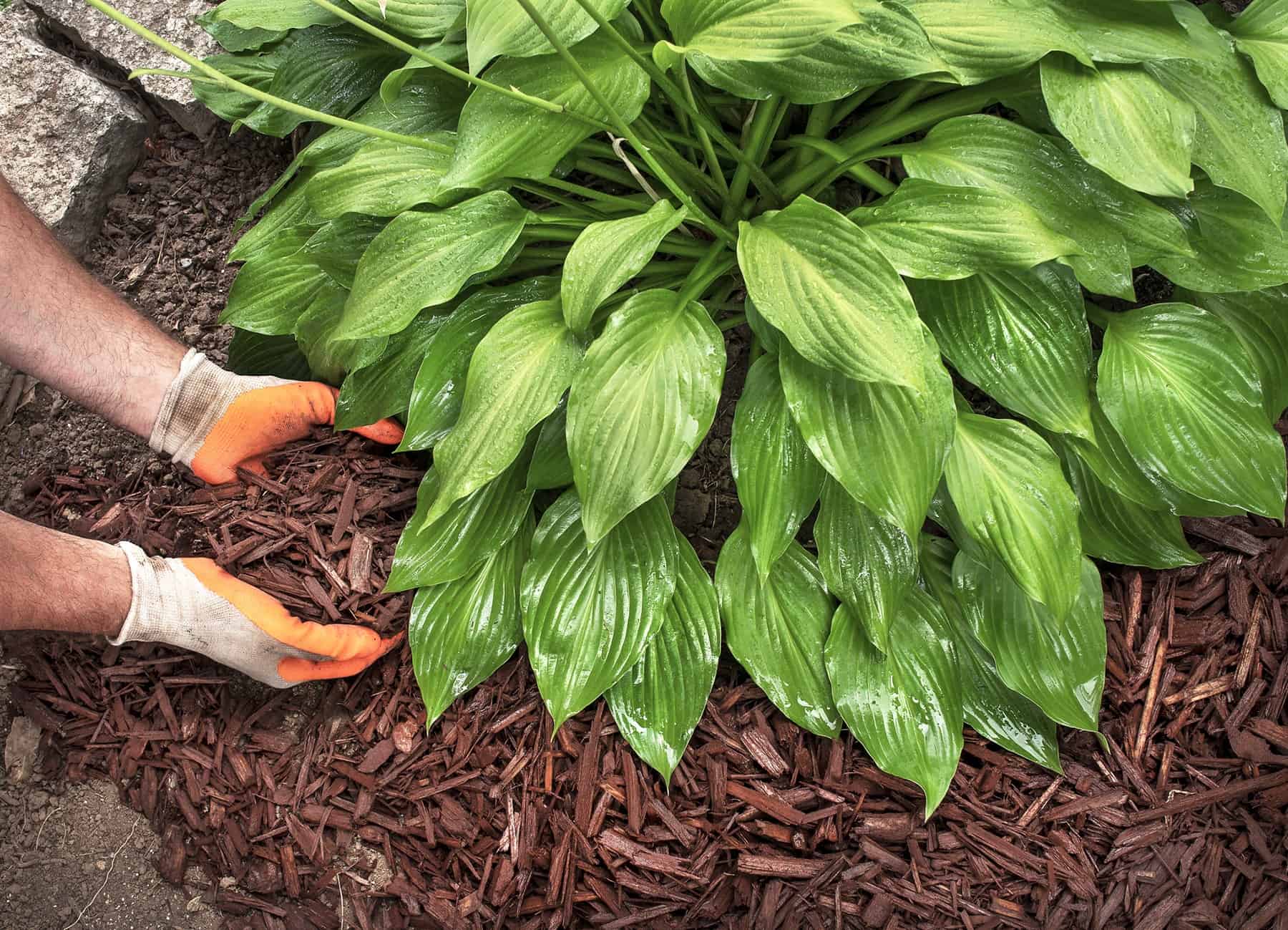 You are Presumably Mulching All Incorrect. How To Do It Appropriate. * Huge Weblog of Gardening