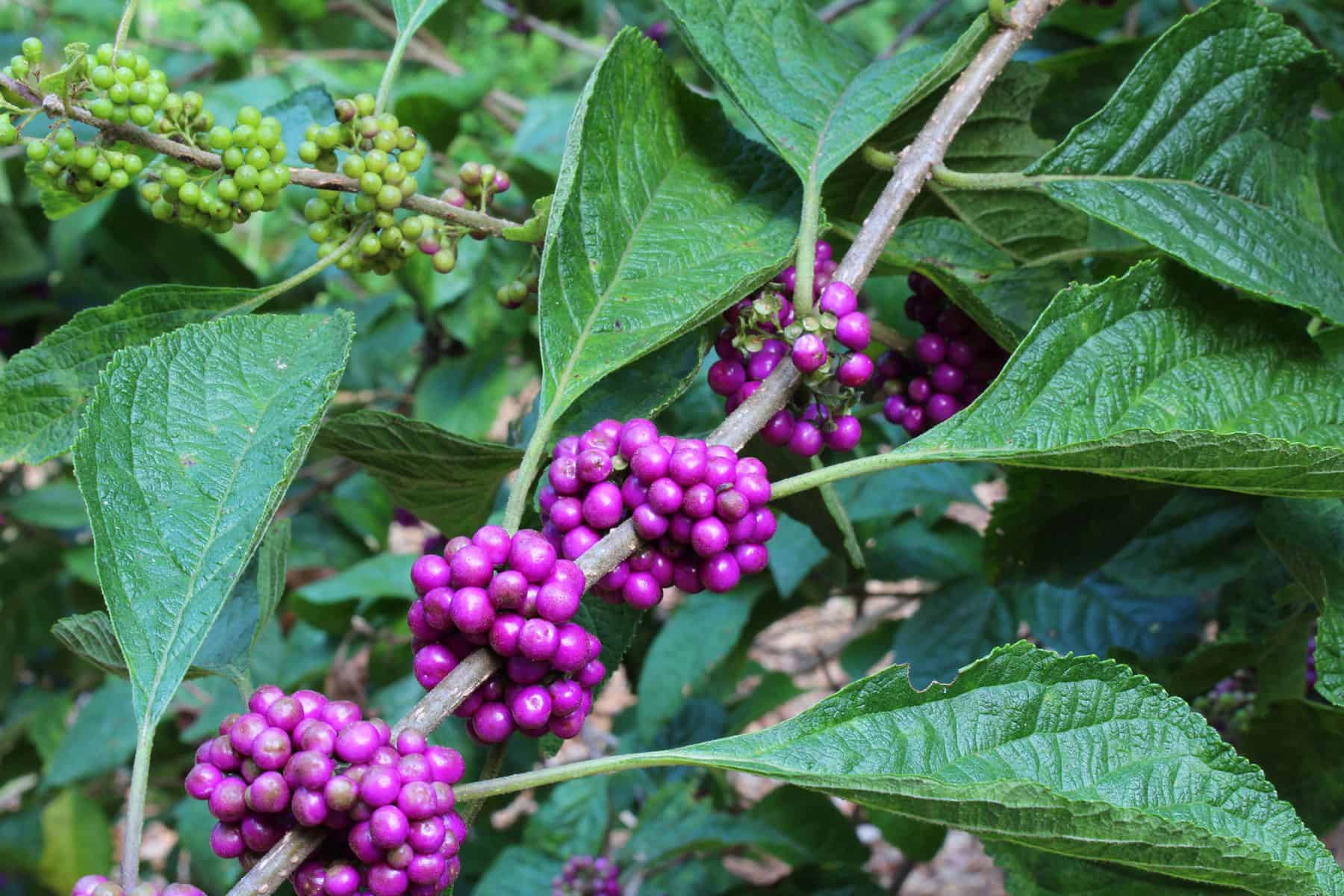 Fall’s Favourite Plant for Wildlife * Enormous Weblog of Gardening