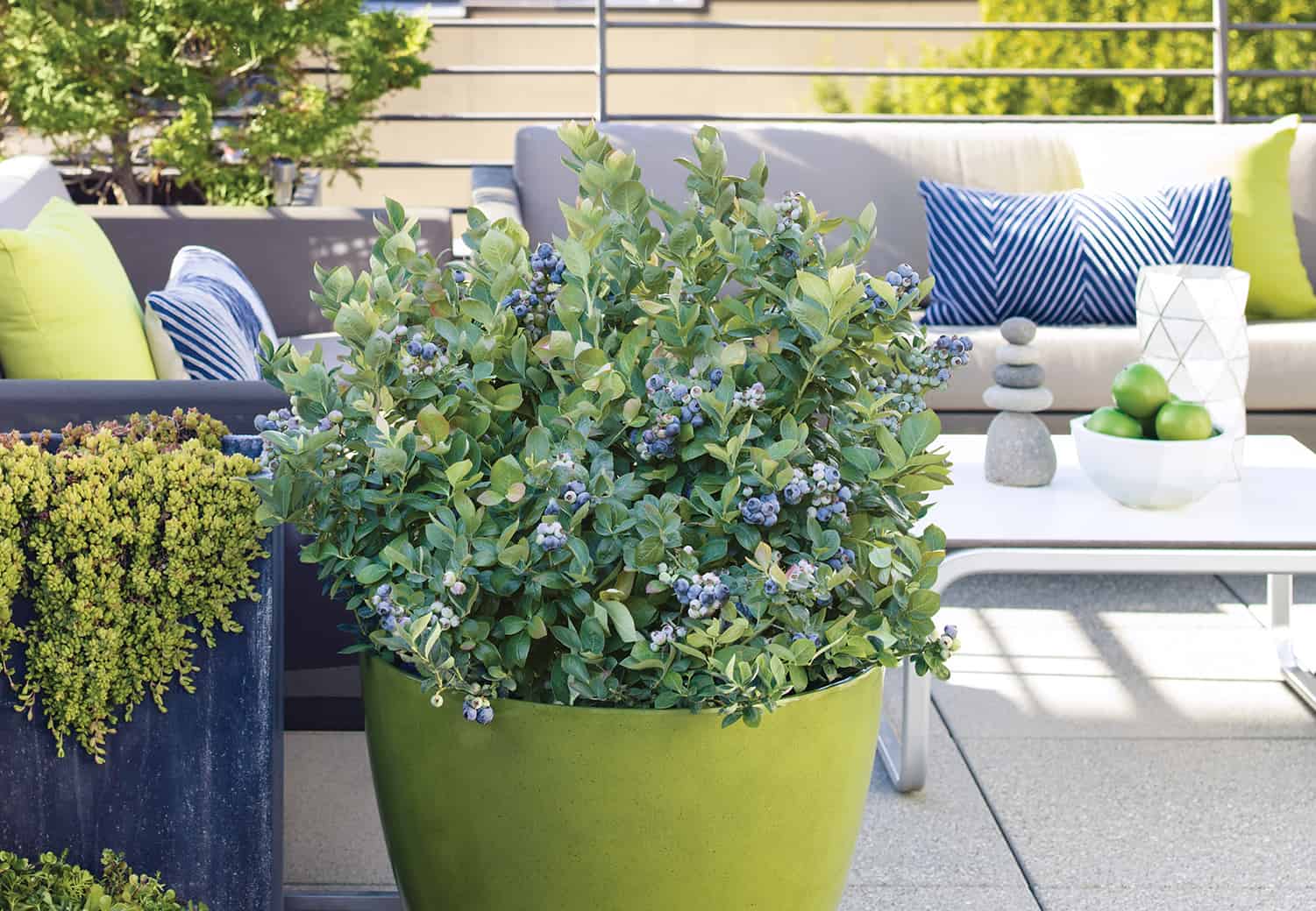 Winter Handle Container Blueberries * Big Weblog of Gardening