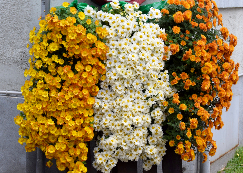 Greatest Selections for Cascading Flowers in Window Containers * Enormous Weblog of Gardening