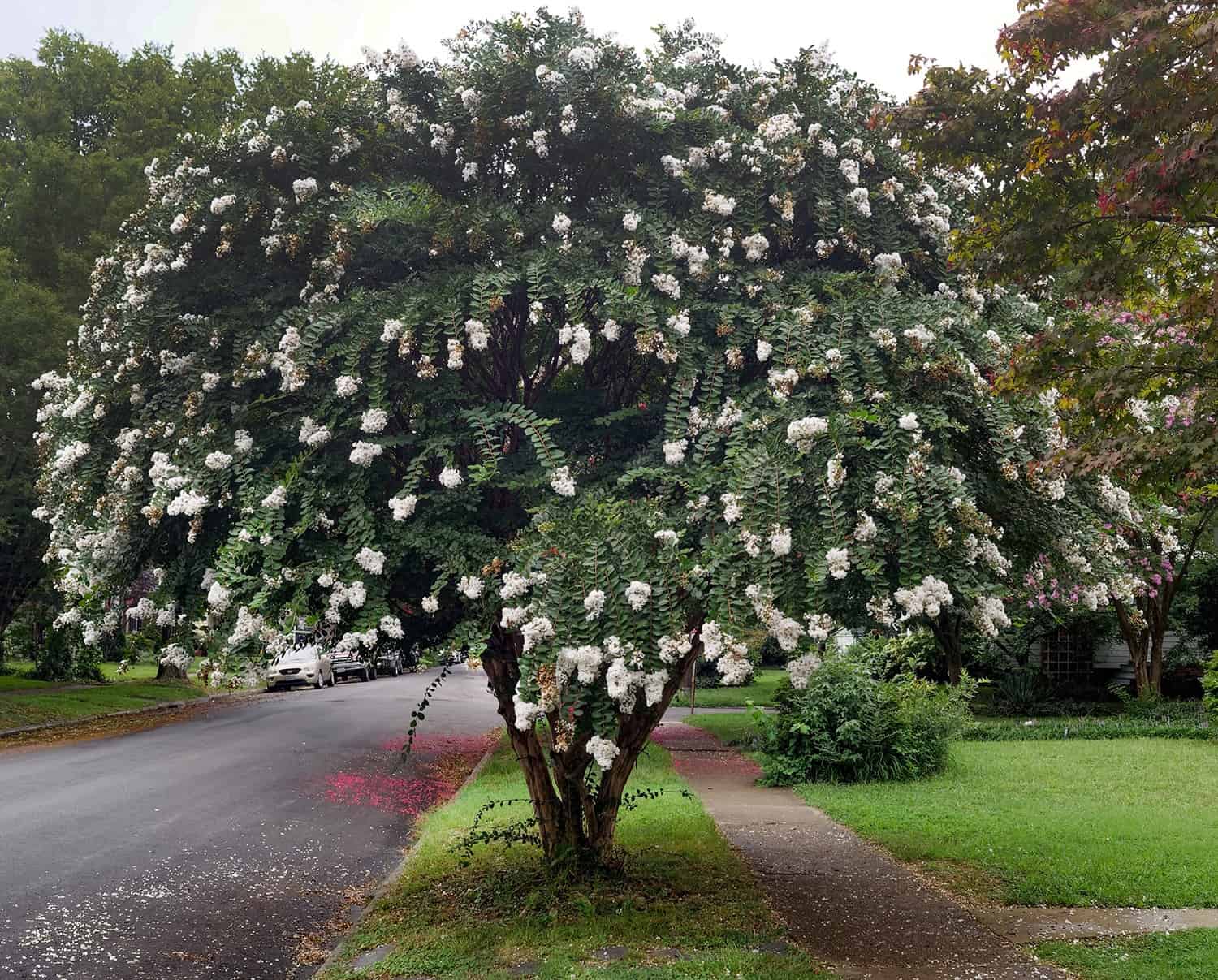 Is It a Small Tree or a Massive Shrub? The Distinction Might Not Be Apparent. * Massive Weblog of Gardening