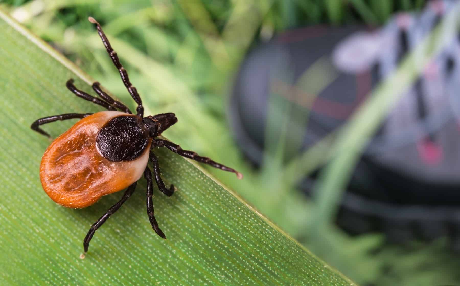 Probably the greatest methods to Keep away from Tick Bites (From Anybody Who Virtually Died of Lyme Illness) * Large Weblog of Gardening