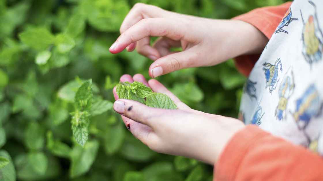 Foraging mint in the front yard