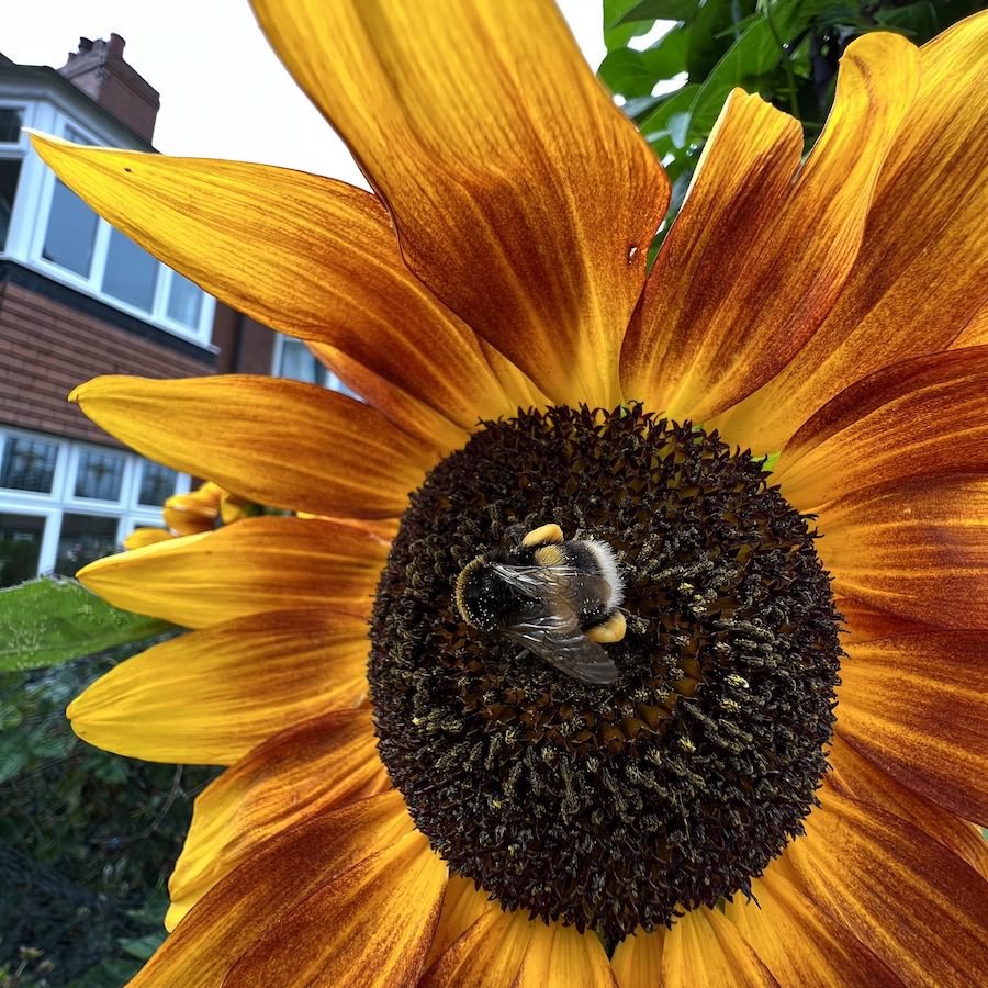 Every time we went into the front yard there seemed to be at least one bee wallowing round this sunflower. It was lovely to watch. 