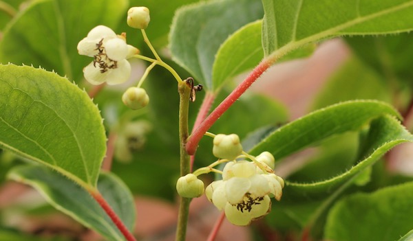 The hardy kiwi flowered for the first time this year - unfortunately all the blossom was then blown off by a storm! 