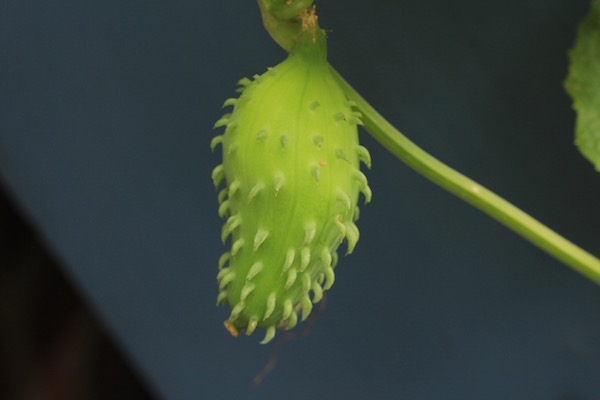 The exotic looking but very easy to grow Fat Baby Achocha. 