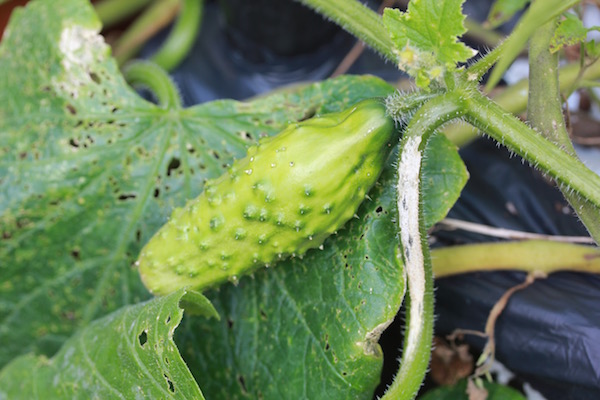 The Marketmore cucumber looks quite different to supermarket cucumber - and tastes it, too!