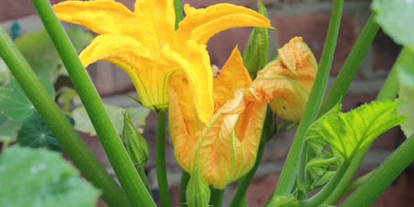 Courgette flowers - its rare to see these for sale, and if you do they are very pricey. 