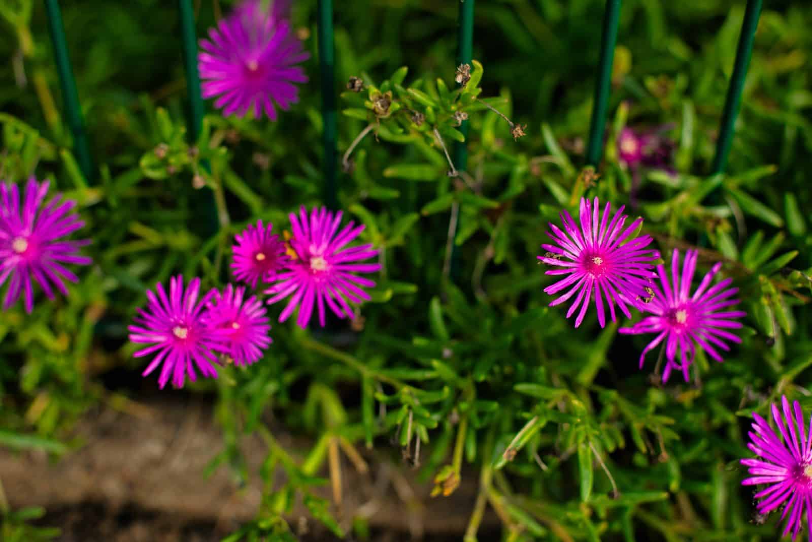 11 Shade-Loving Perennials That Maintain Weeds Away * Massive Weblog of Gardening