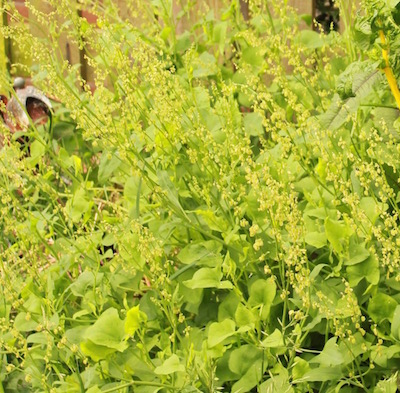 This is the heart shaped variety, buckler leaf sorrel. This is growing in the ground - it doesn't usually grow so tall in a container. 