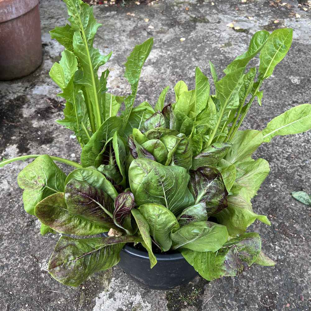 Mixed chicory & endive in a container in September